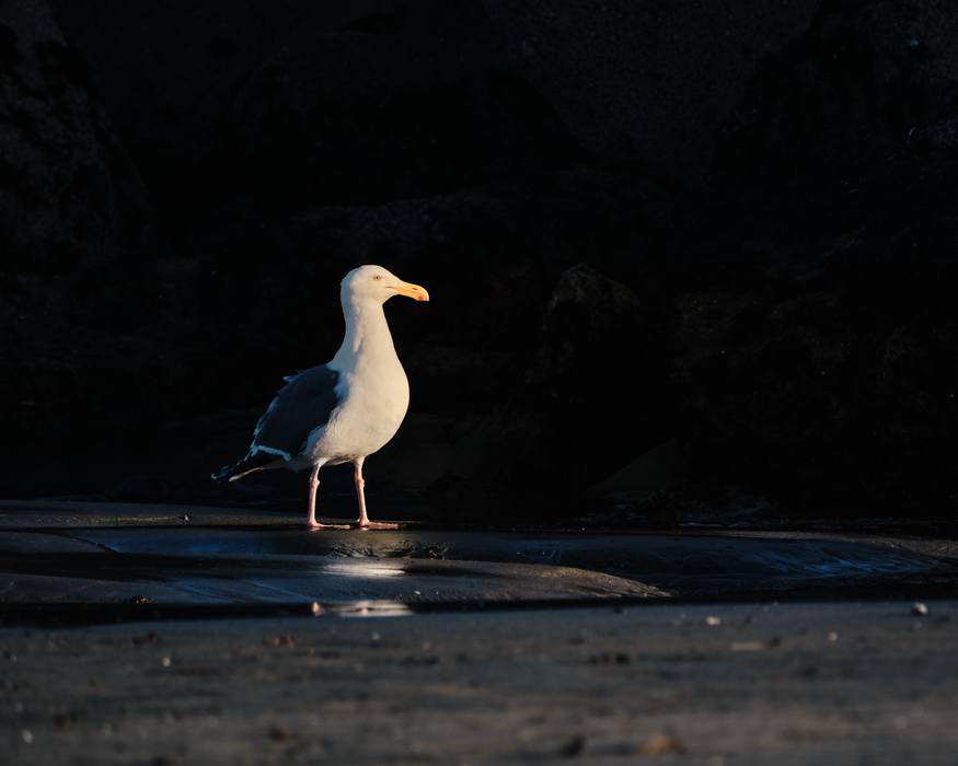 Gull Watches The Sunset