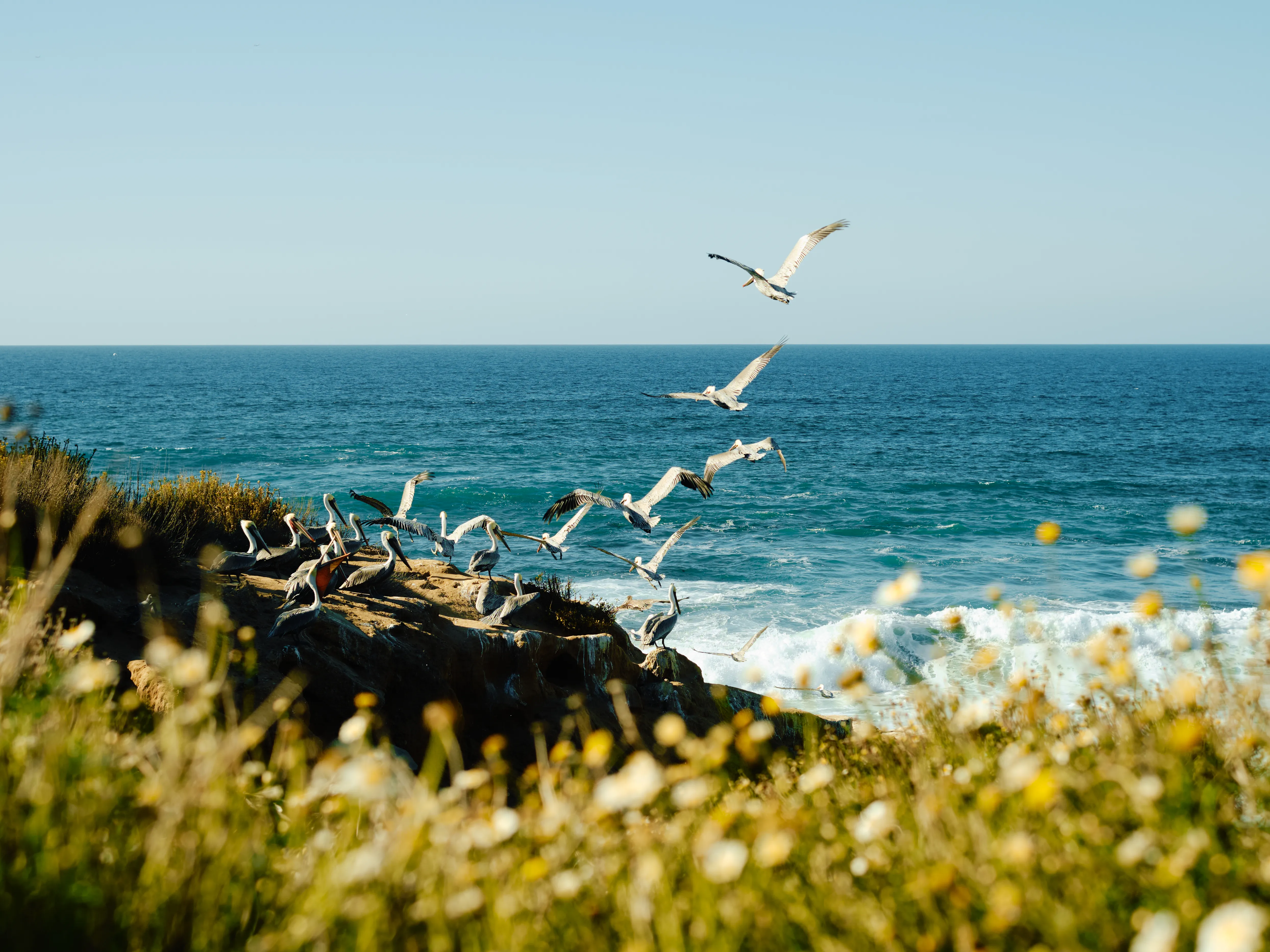 Pelicans take flight over the ocean
