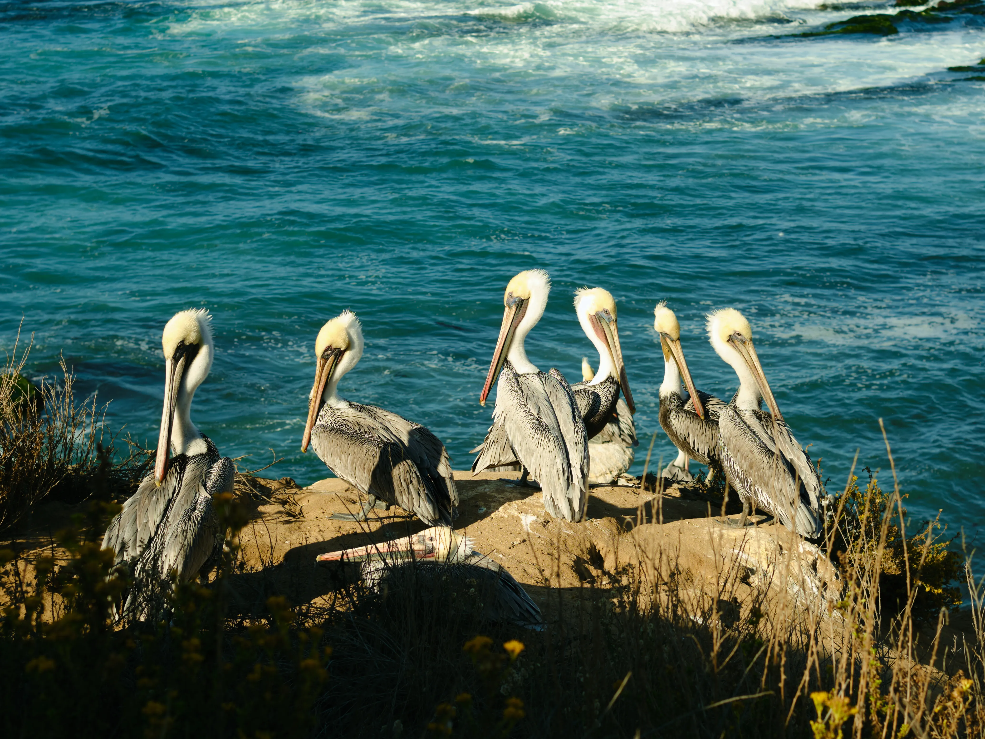 Pelicans perched on a seaside cliff