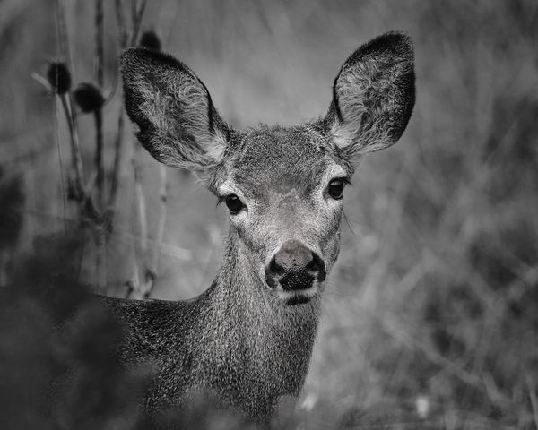 Black-tailed Deer