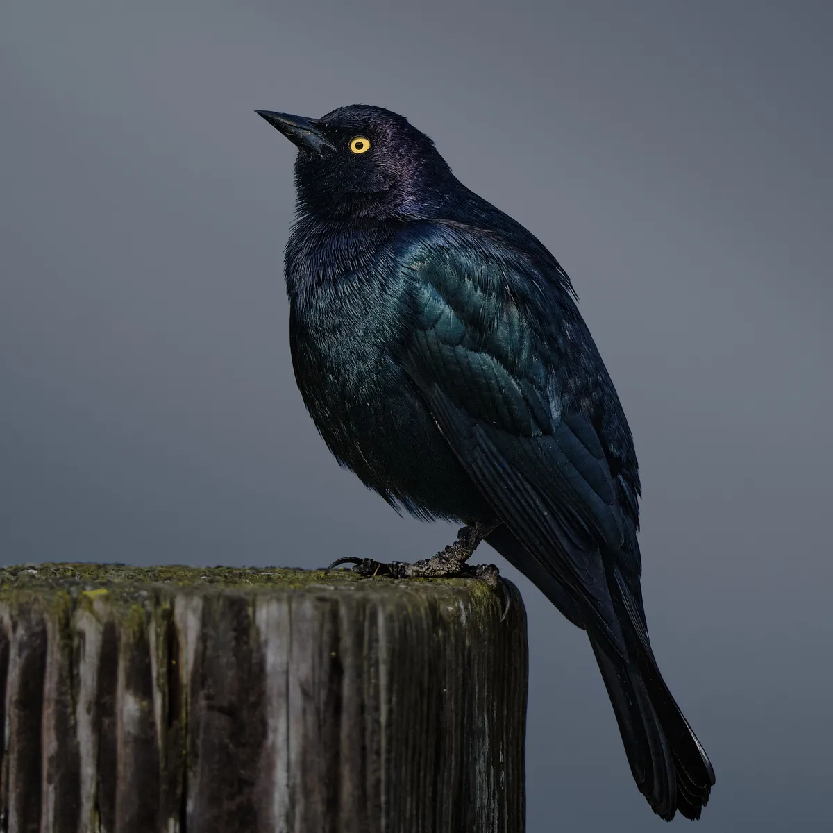 brewers-blackbird-portrait