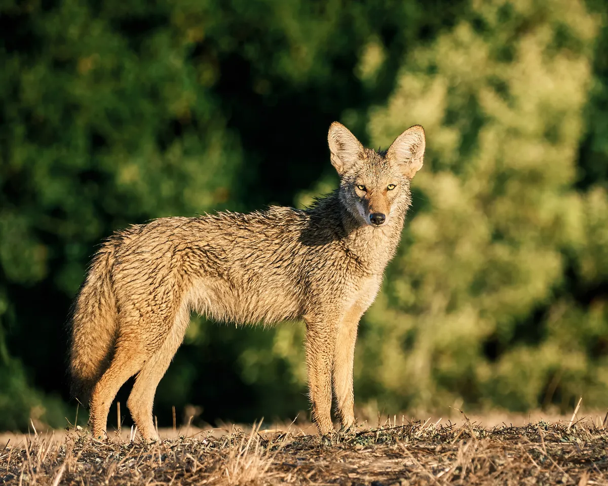 coyote-standing