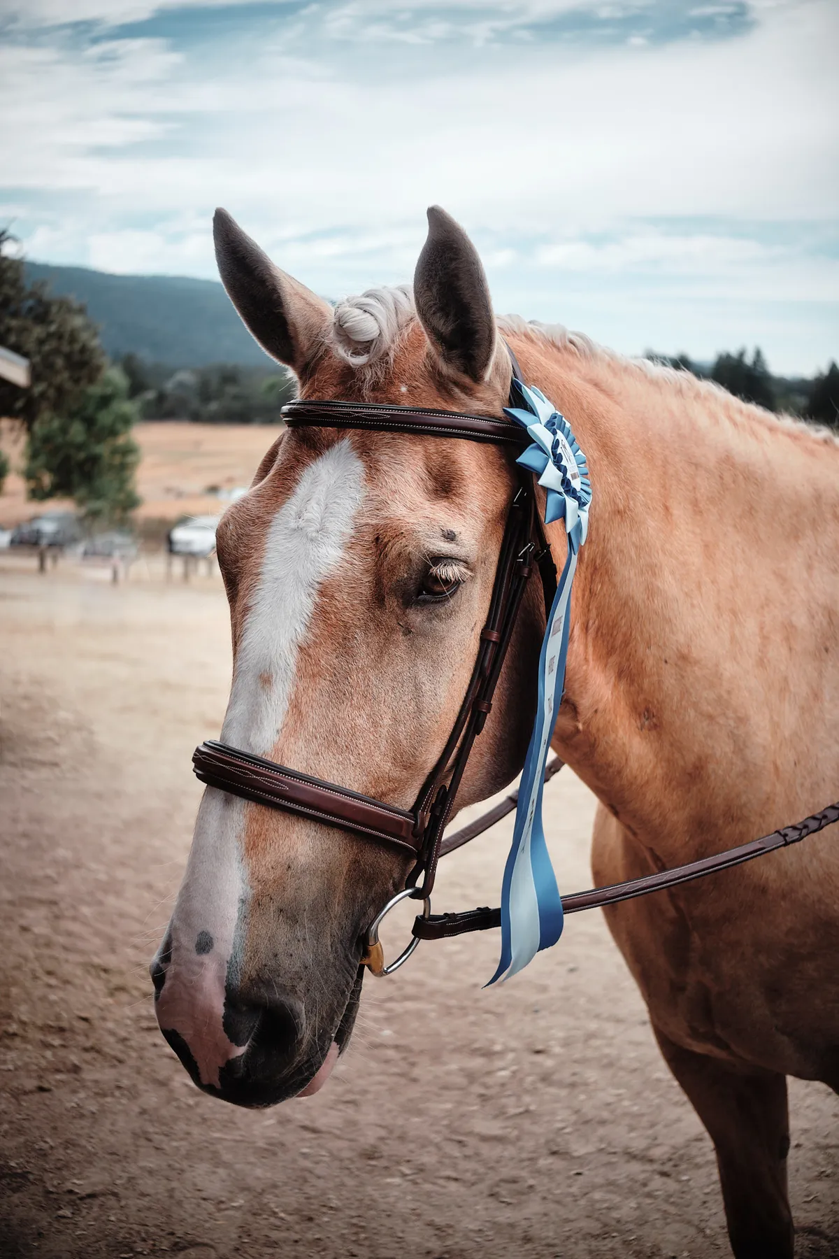 deacon-blue-ribbon-2024