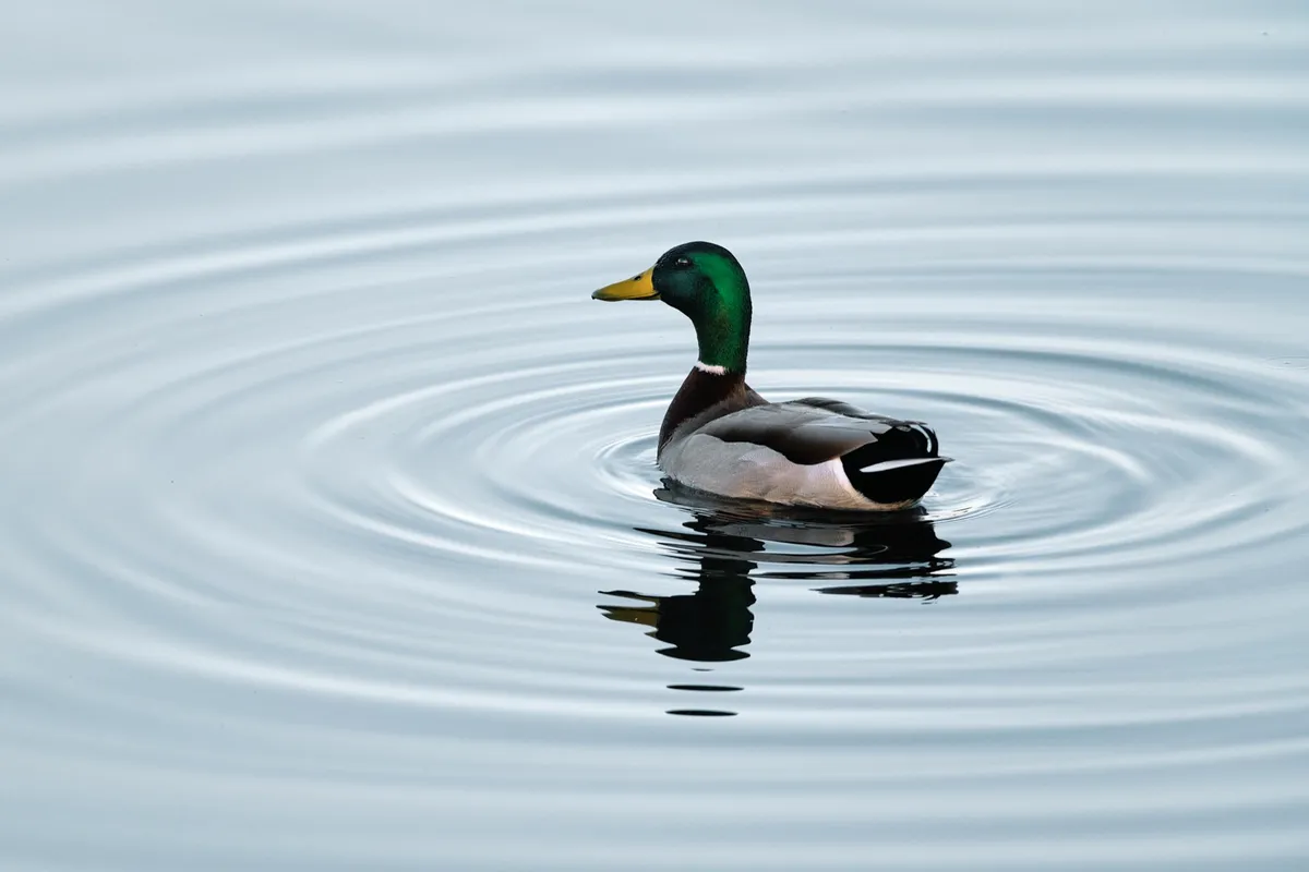 duck-concentric-rings