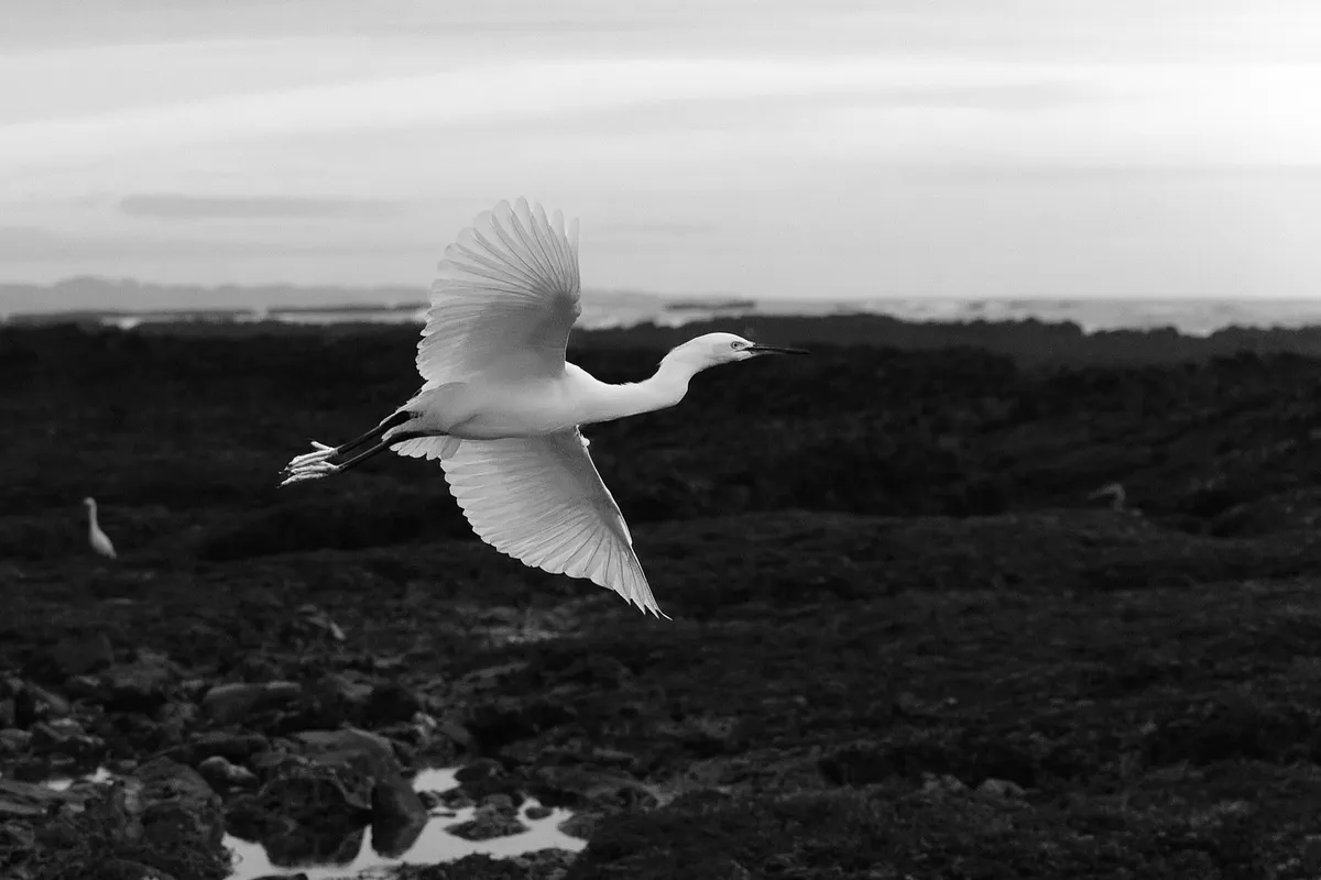 egret-in-flight