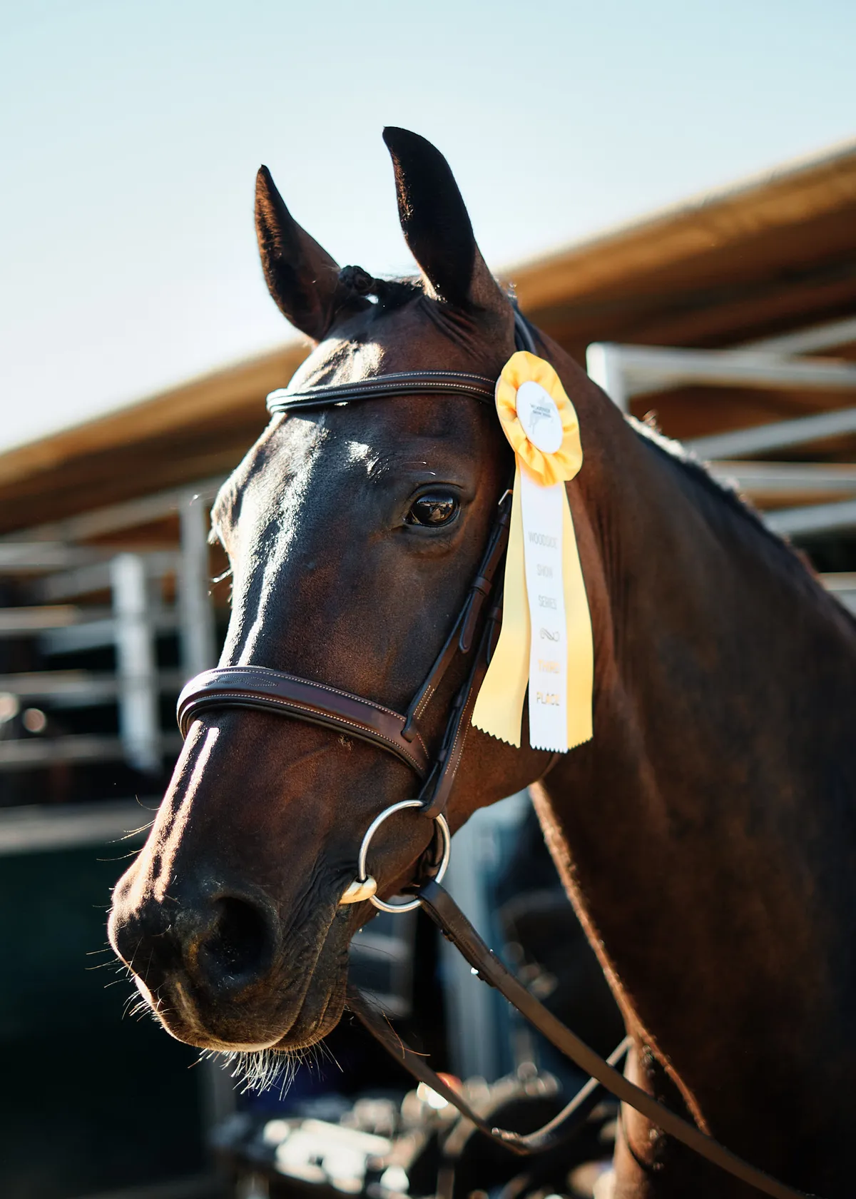 gidget-yellow-ribbon