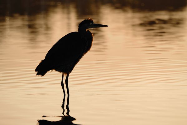 Golden Hour Heron