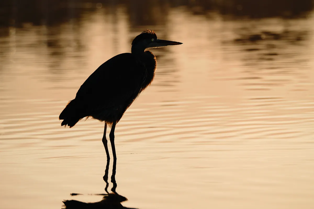 golden-hour-heron