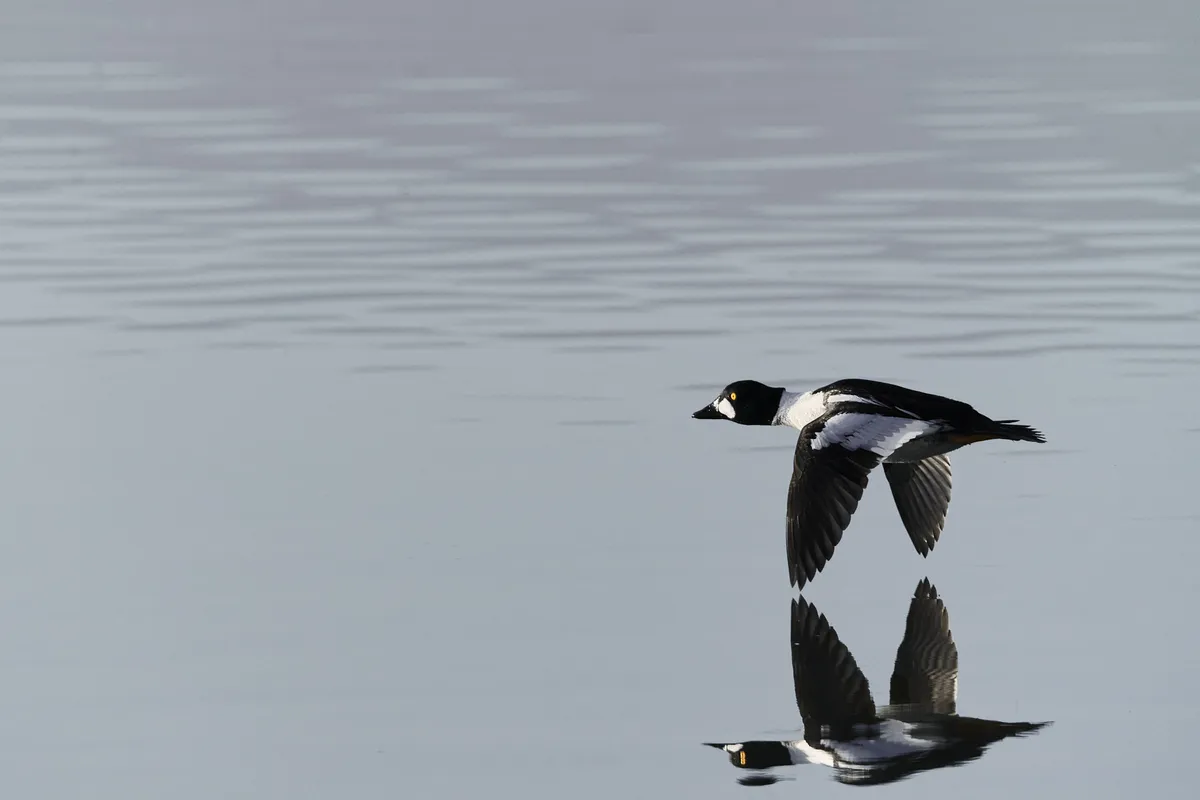 goldeneye-reflection