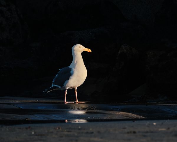 Gull's Golden Gaze