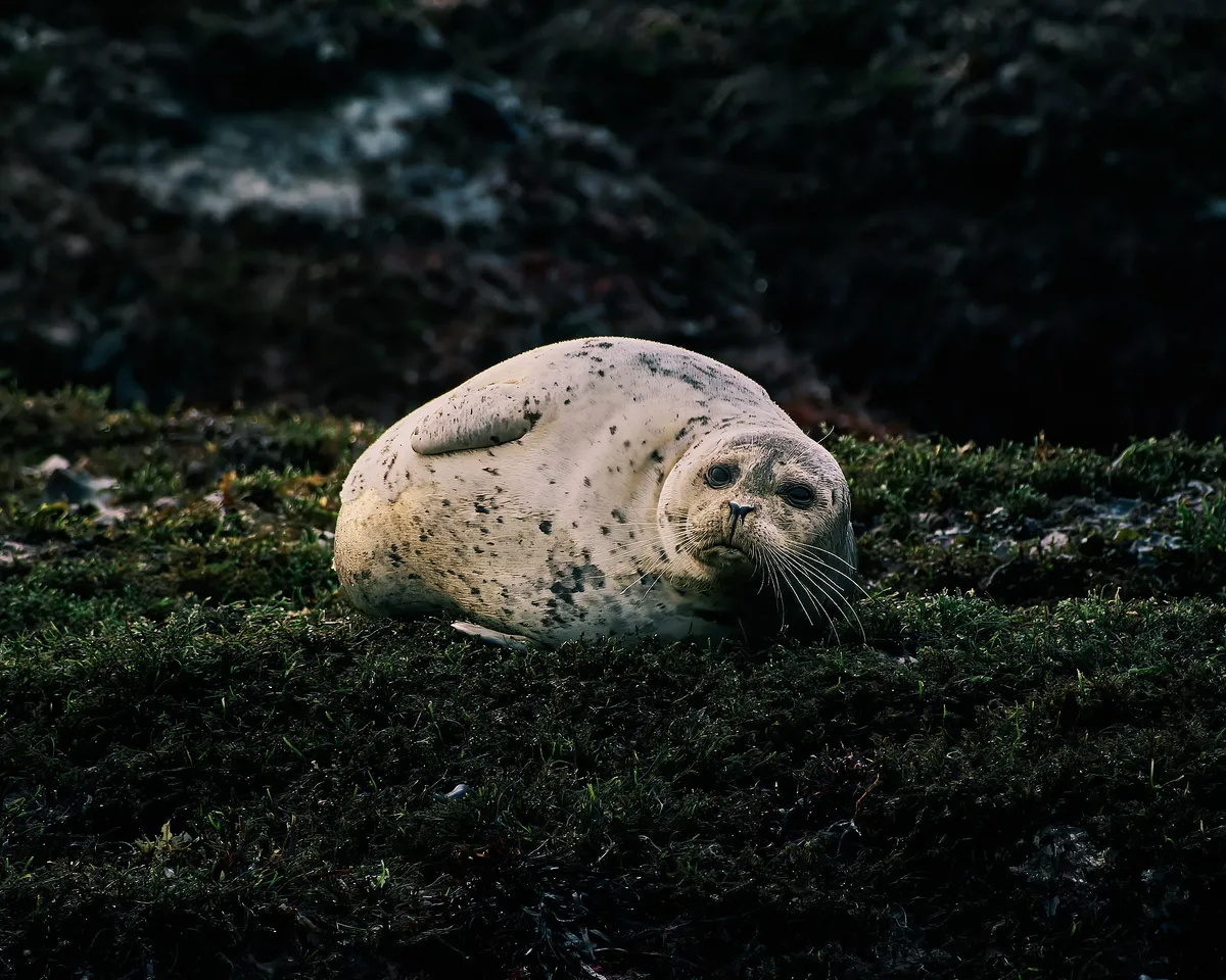 harbor-seal-bed