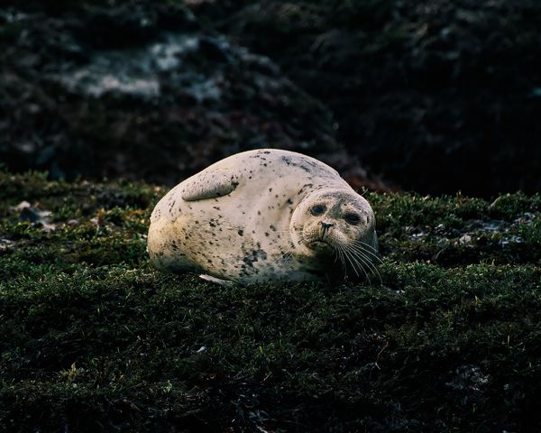 Harbor Seal Kelp Bed