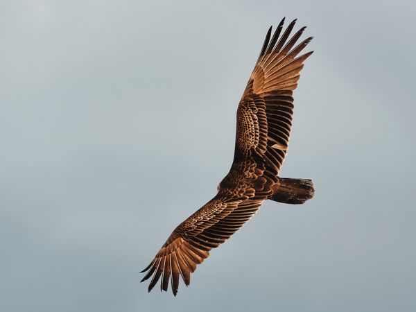 Hawk's Wingspan