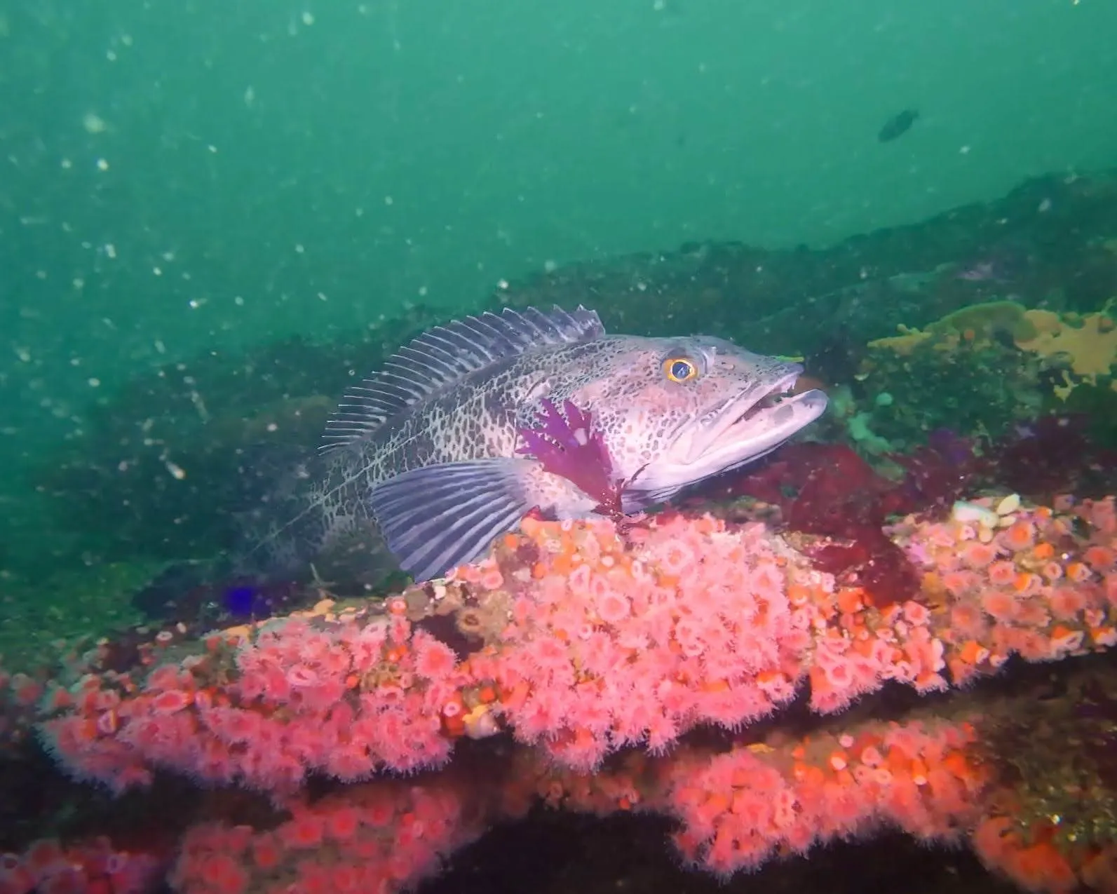 A lincod at Redfish Ridge