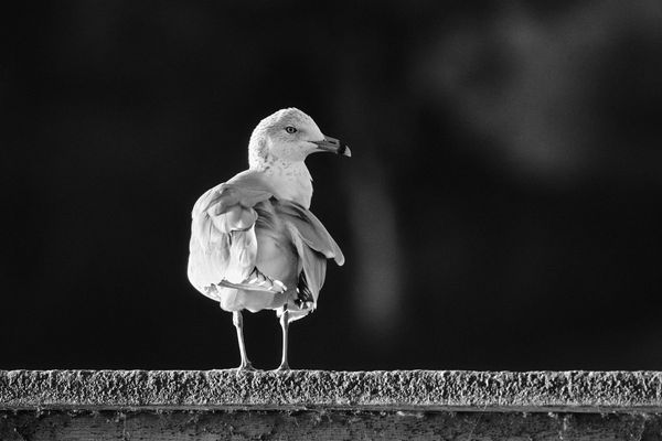 Black & White Gull