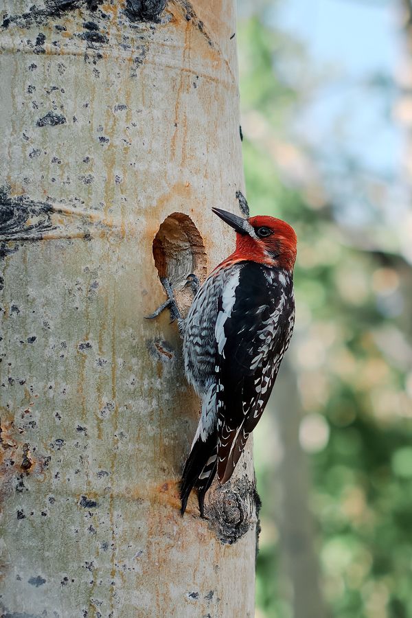 Red-naped Sapsucker, Eastern Sierras
