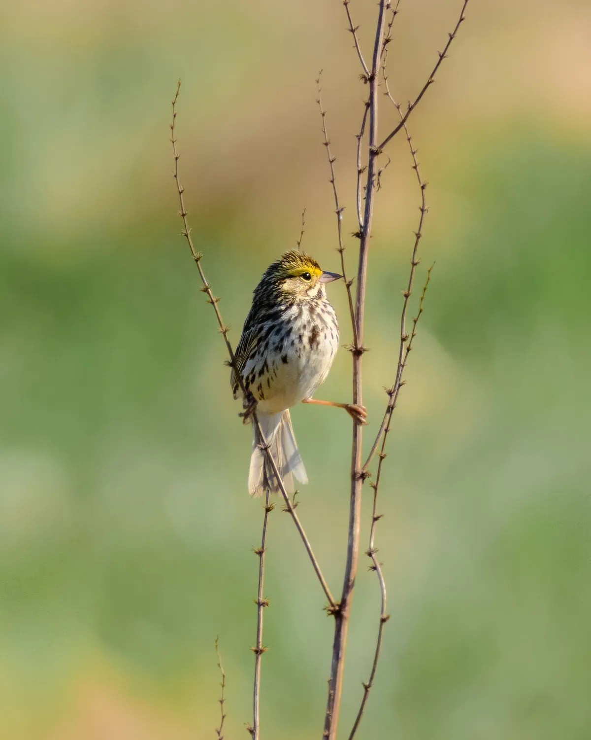 savannah-sparrow