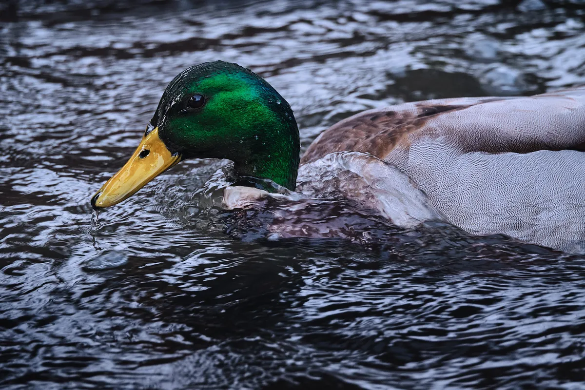 water-off-ducks-back