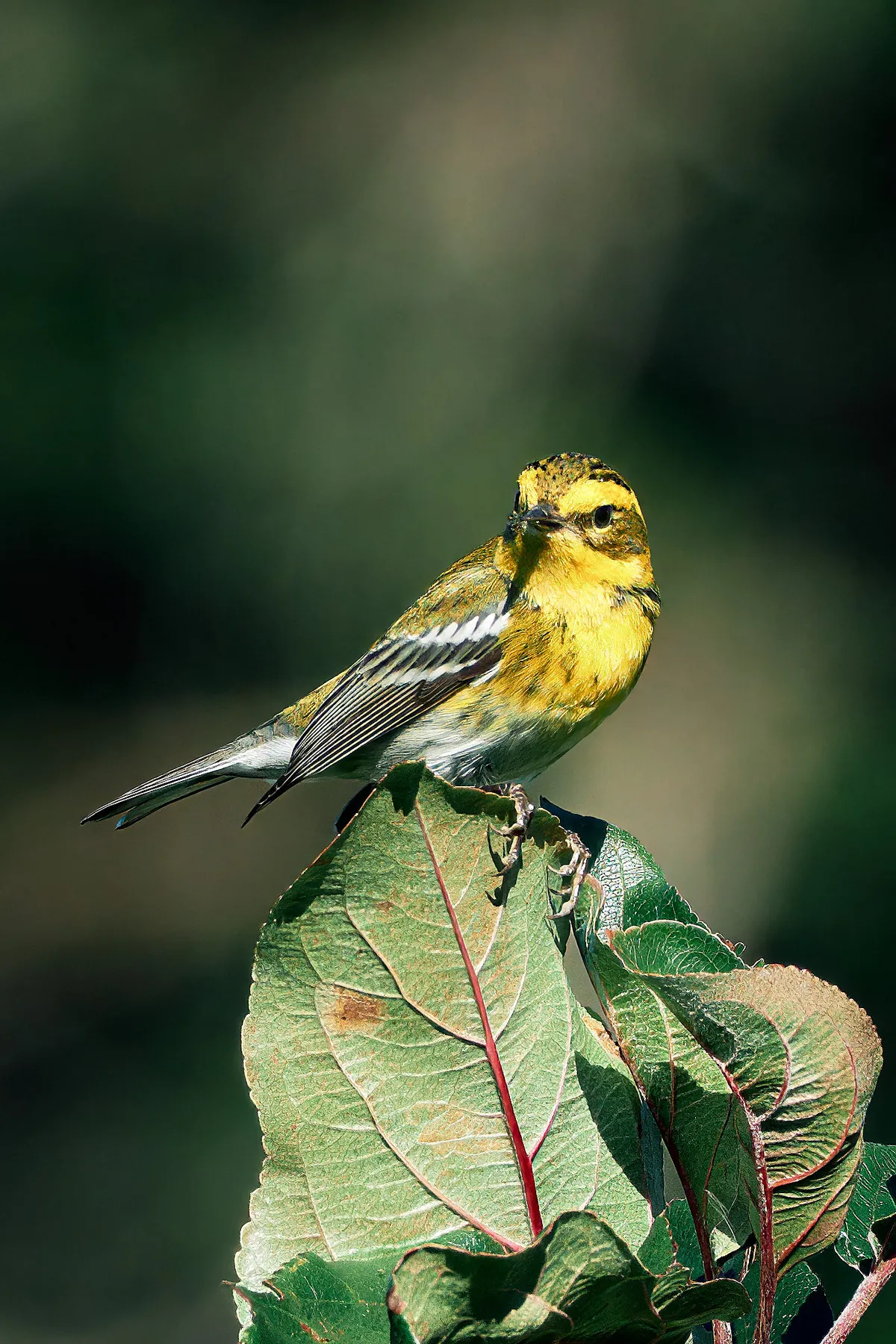 yellow-finch-apple-tree