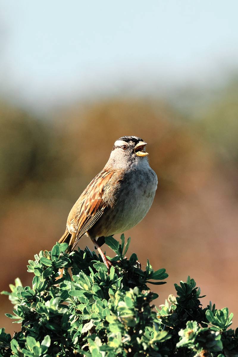 White-Crowned Sparrow