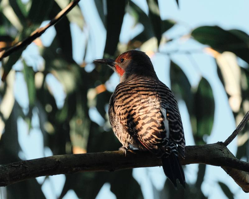 Northern Flicker