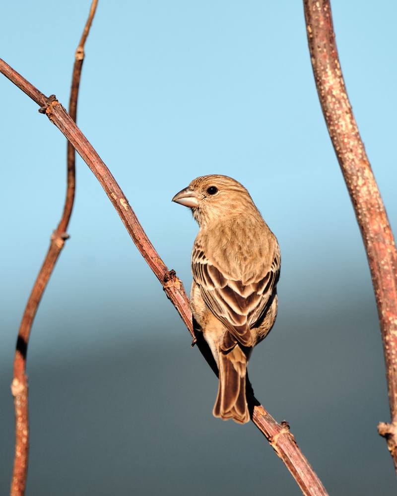 Common House Finch