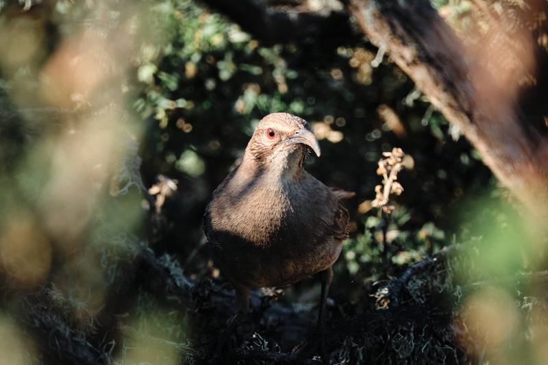 California Thrasher