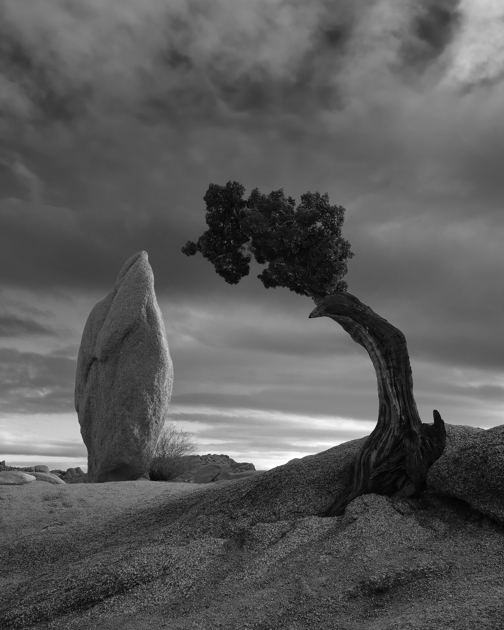 2024-11-27-Joshua tree-FUJIFILMX-H2S-0007-KAI.jpg