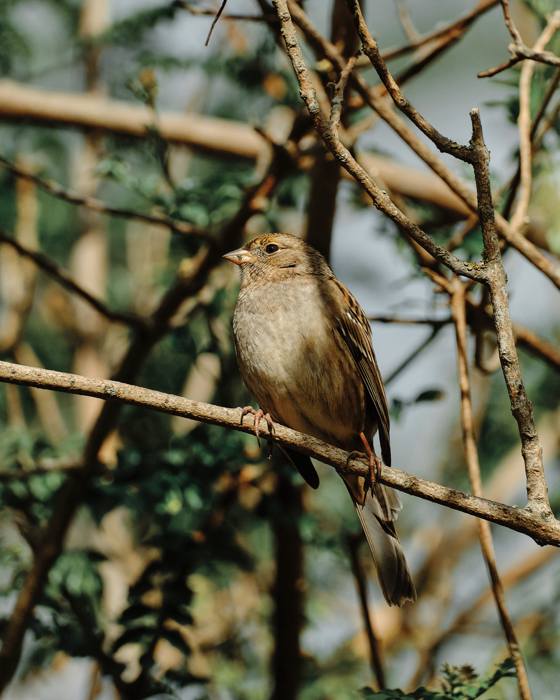 Sparrow