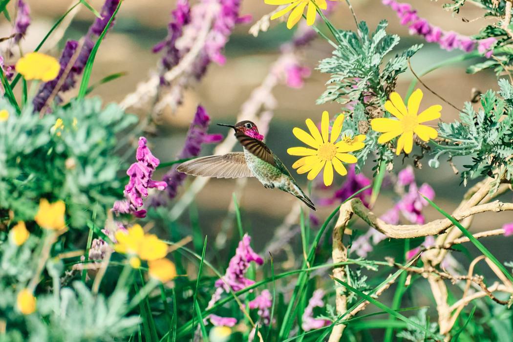 Hummingbird In Flight