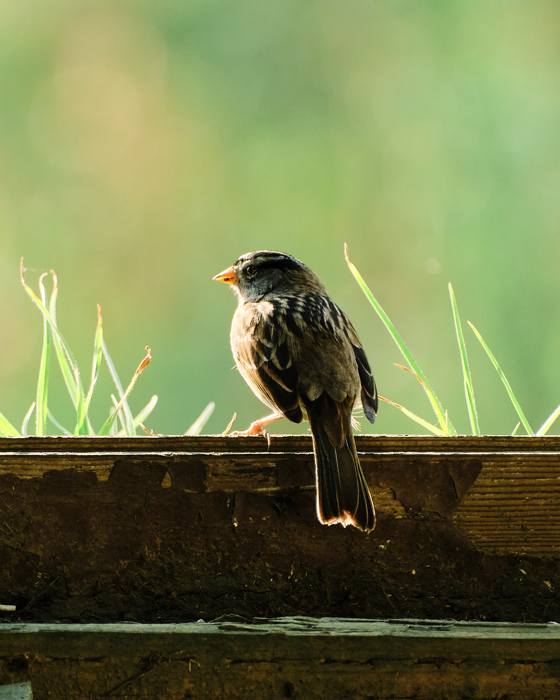 Barn Sparrow