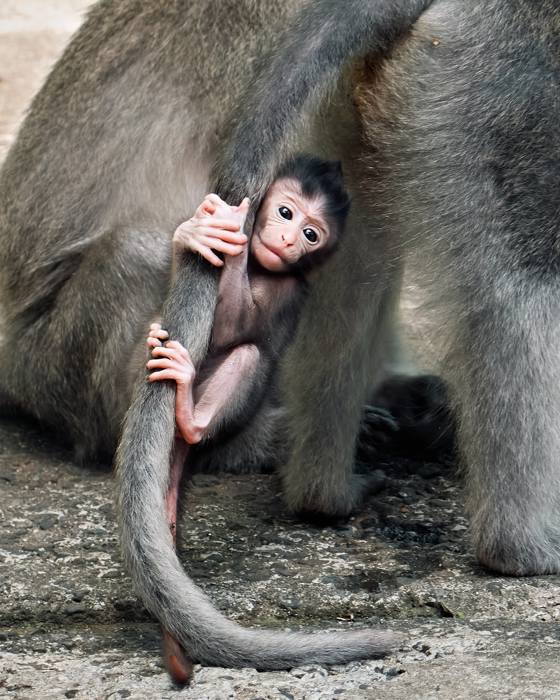 Baby Balinese Macaque