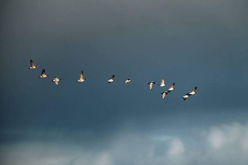 MIgrating Geese