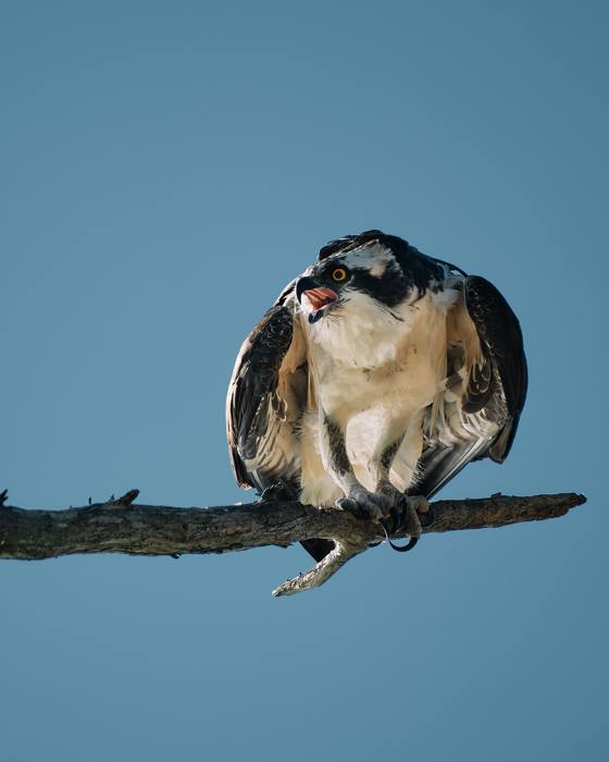 Osprey Intimidates Approaching Crow