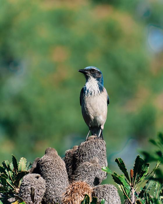 Bluebird Stands Watch On A Banksia