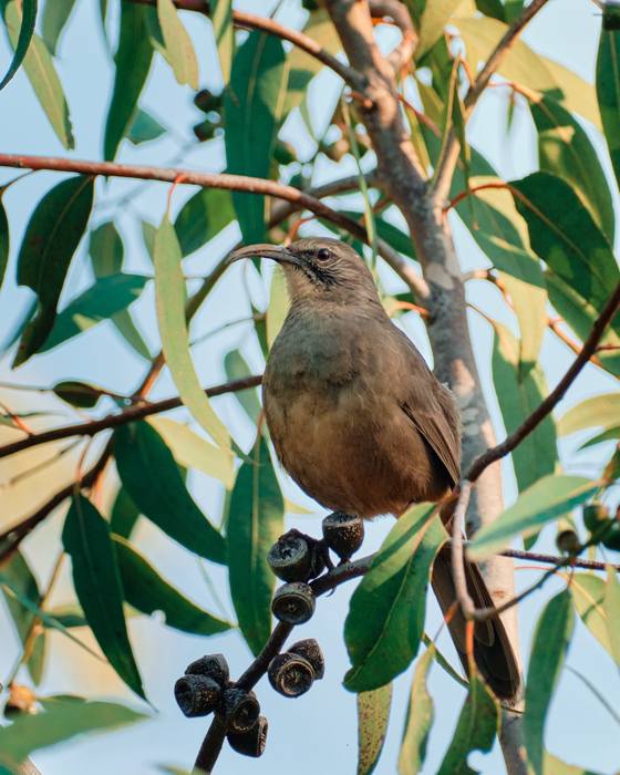 California Thrasher