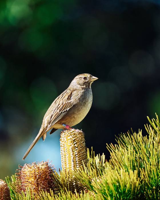 Sparrow Perched on Banksia