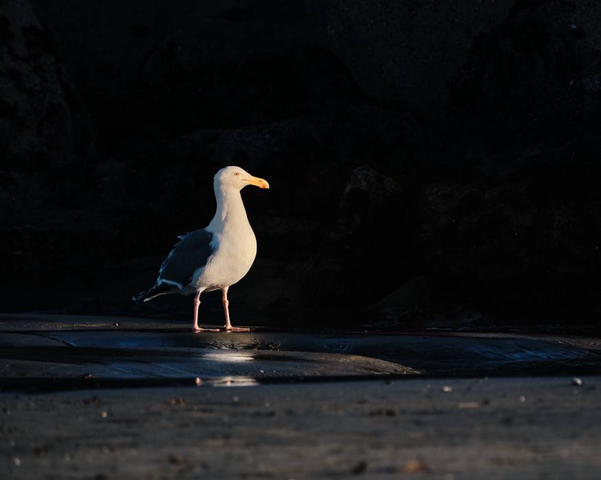 Gull Watches The Sunset