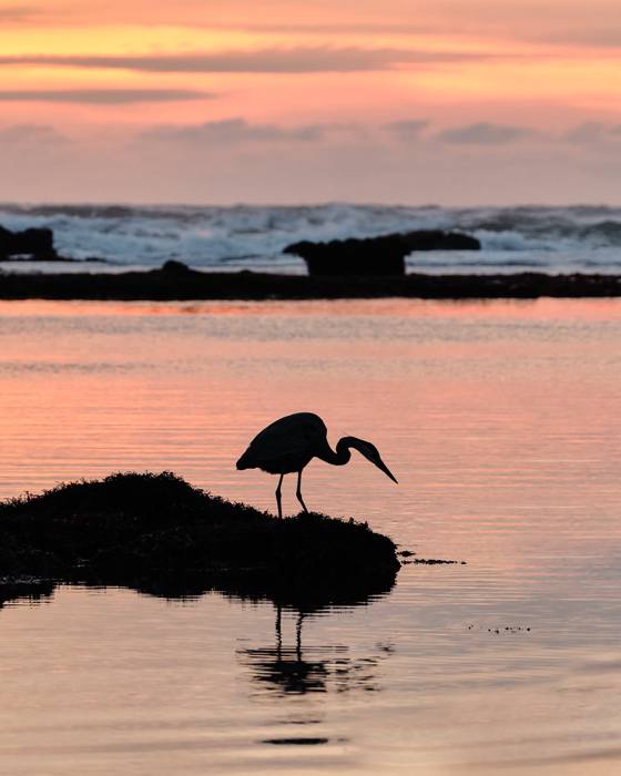 Heron at Sunset