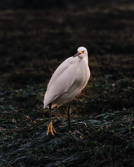 Heron's Delicate Walk