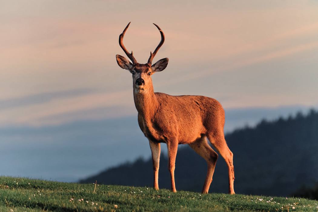 Black-tailed Buck