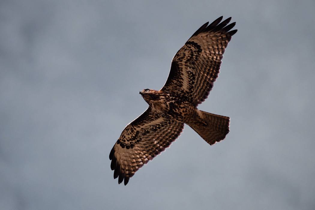 Northern Harrier