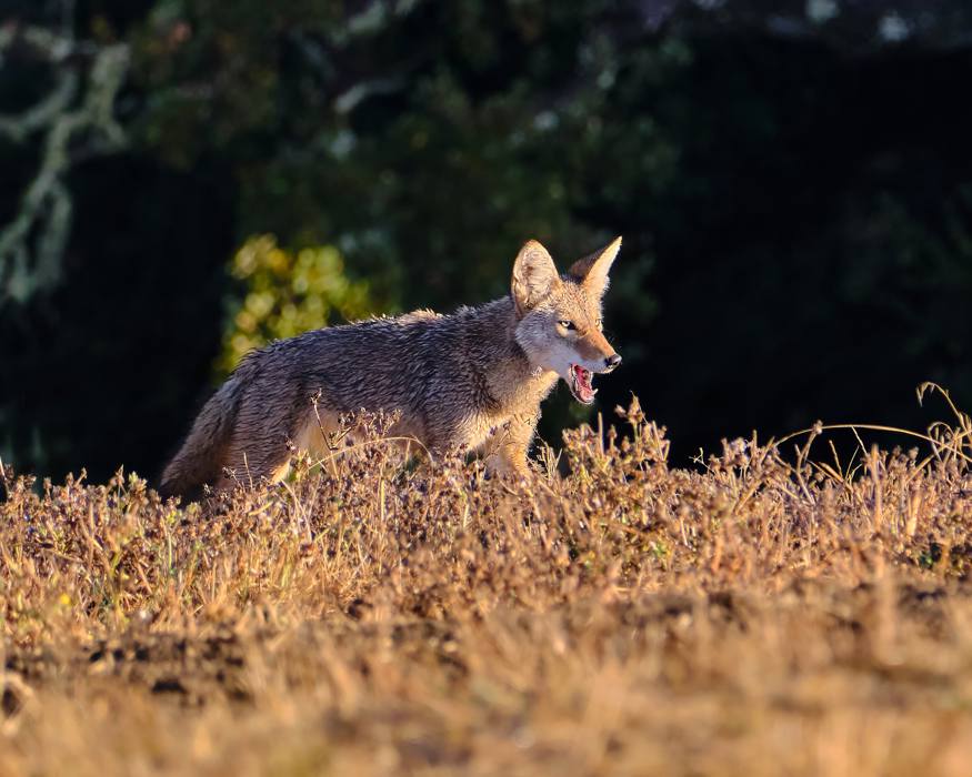 Coyote Sunrise