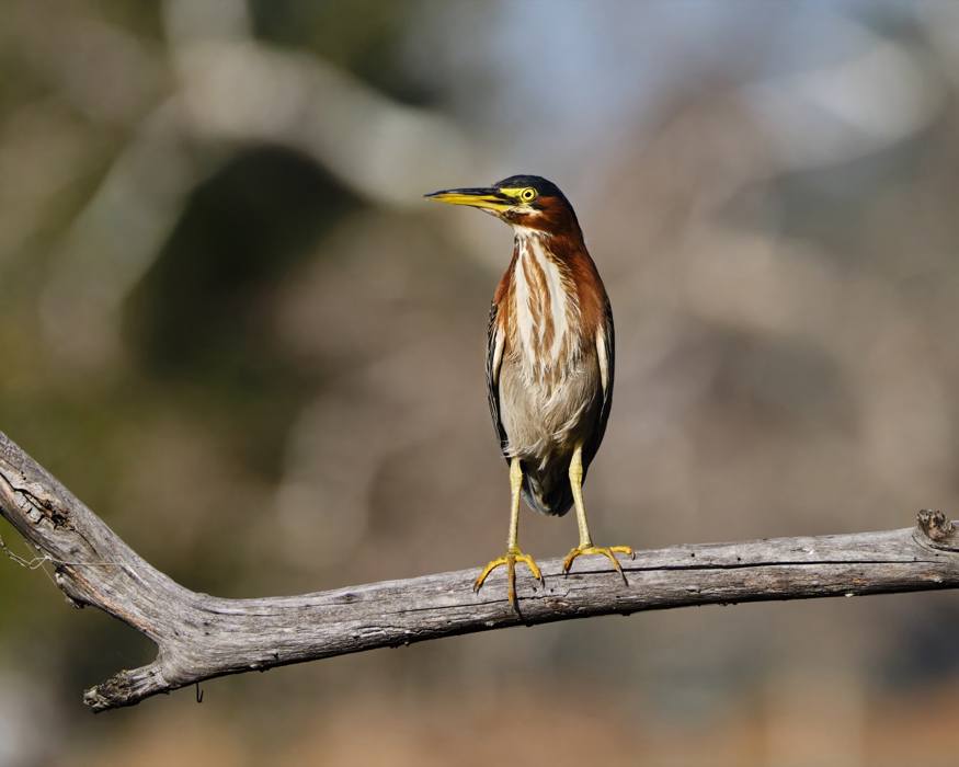 Green Heron