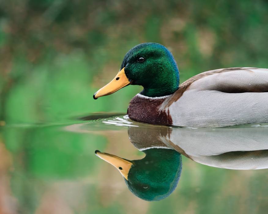 Mirror Pond