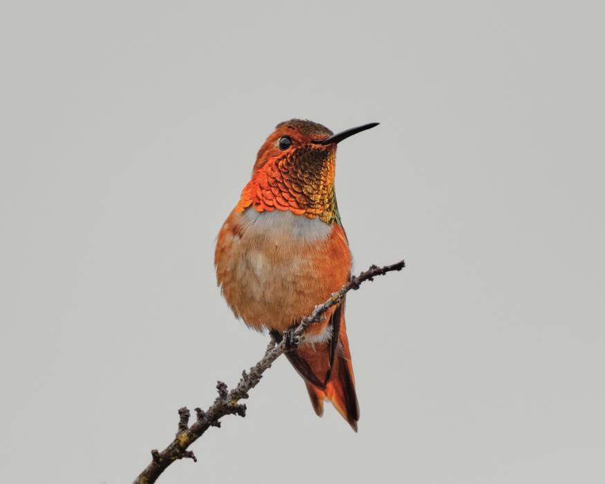 Allan's Hummingbird