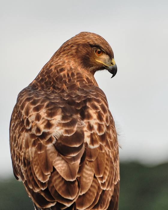 Red-Tailed Hawk