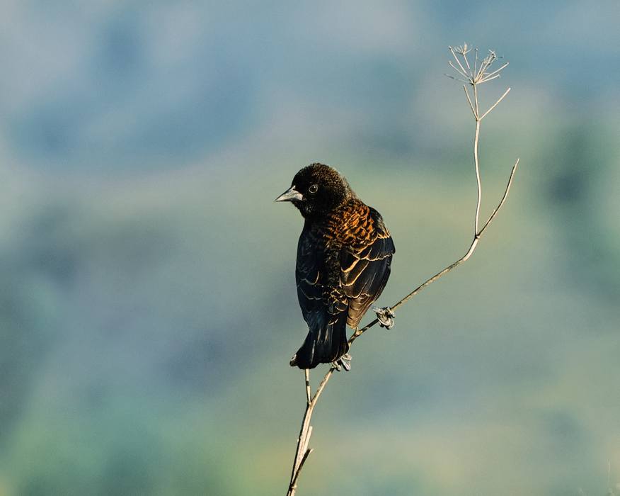 Tricolor Blackbird