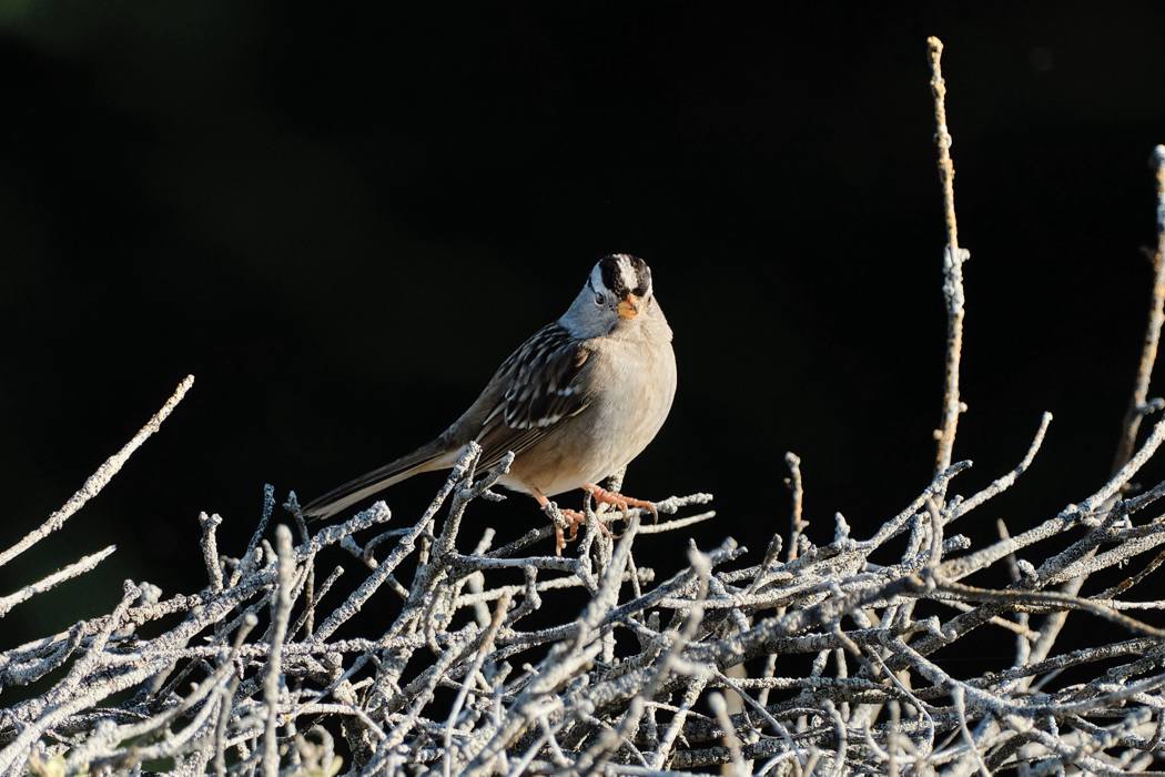 White Crowned Warbler