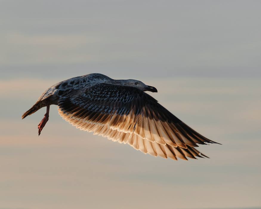 Gull In-Flight